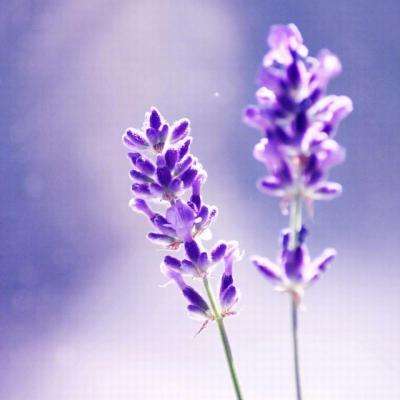 今期澳门三肖三码开一码手机app下载